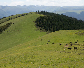 Dry Meadow Mixes