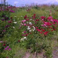Wildflower Seed Species & Blends