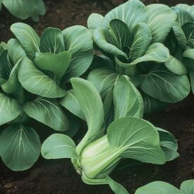 Aimers International Cabbage Seeds