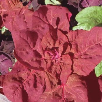 Aimers International Orach Seeds