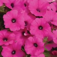 Wave Petunias - Creeping Petunia