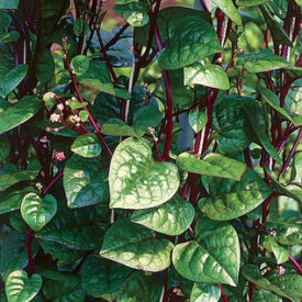 Aimers International Spinach Seeds