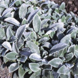 Lamb's Ear