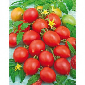 Aimers International Tomato Seeds