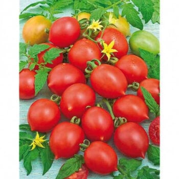 Aimers International Tomato Seeds