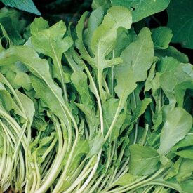 Arugula Seeds