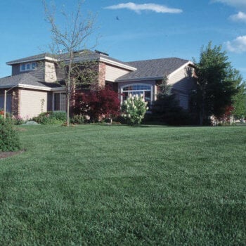 Individual Turf Varieties