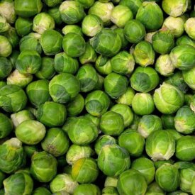 Heirloom Brussels Sprouts Seeds