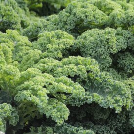Heirloom Kale Seeds