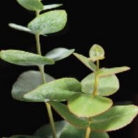 Eucalyptus