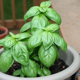 Heirloom Basil Seeds