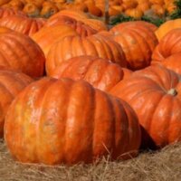 Pumpkin