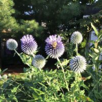 Globe Thistle