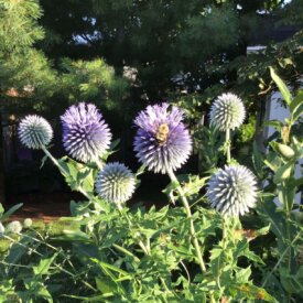 Globe Thistle