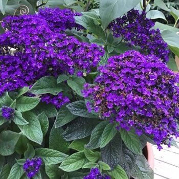 Heliotrope