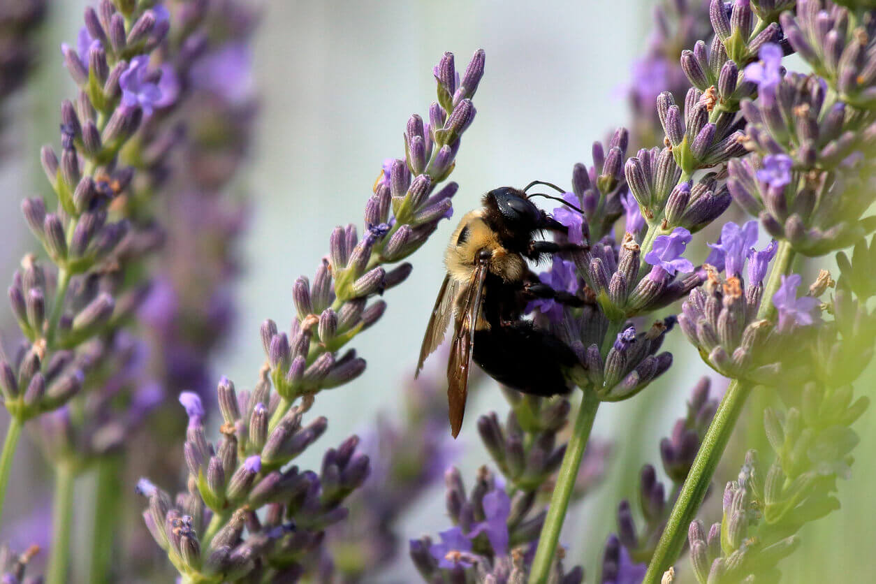 Pollinator gardening tips from OSC Seeds