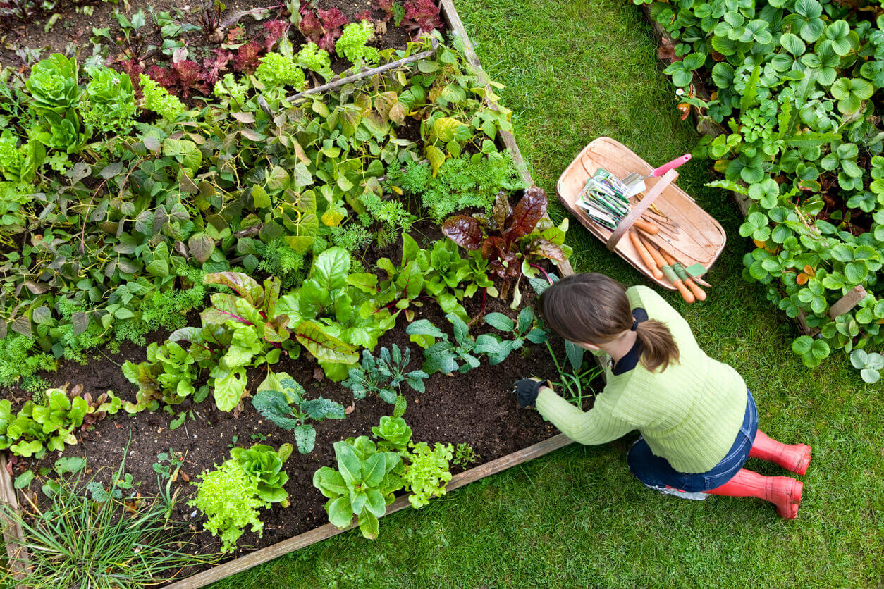 How to plan a vegetable garden from OSC Seeds