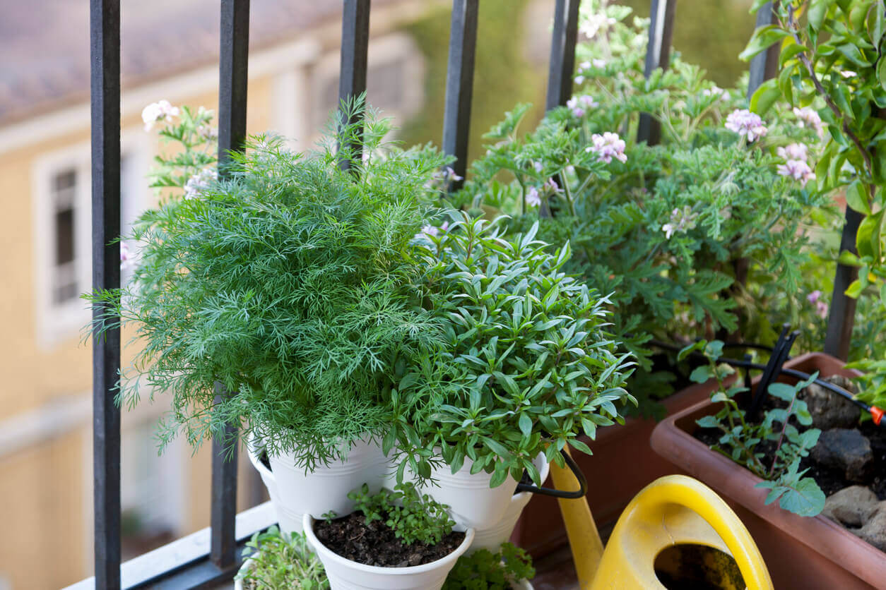 Container gardening tips from OSC Seeds