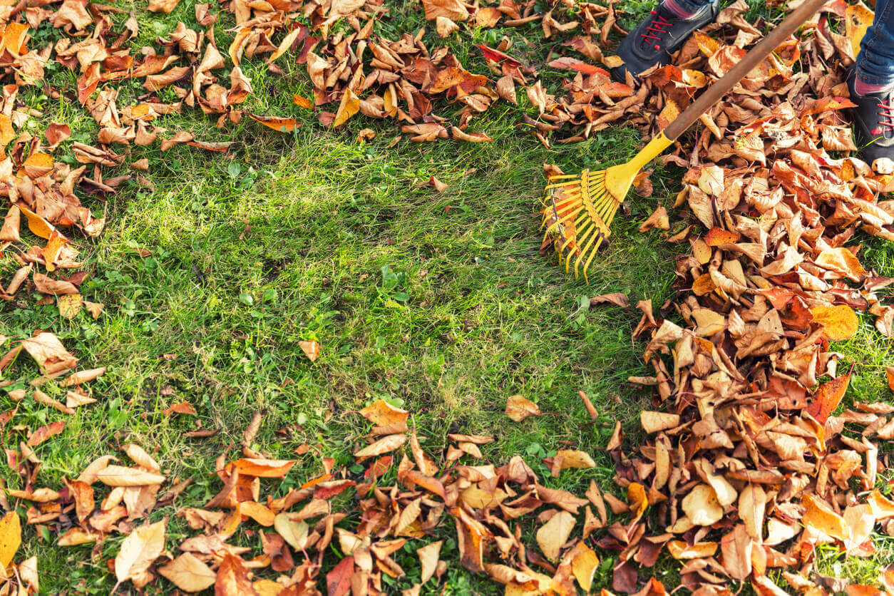 How to take care of your lawn this fall from OSC Seeds