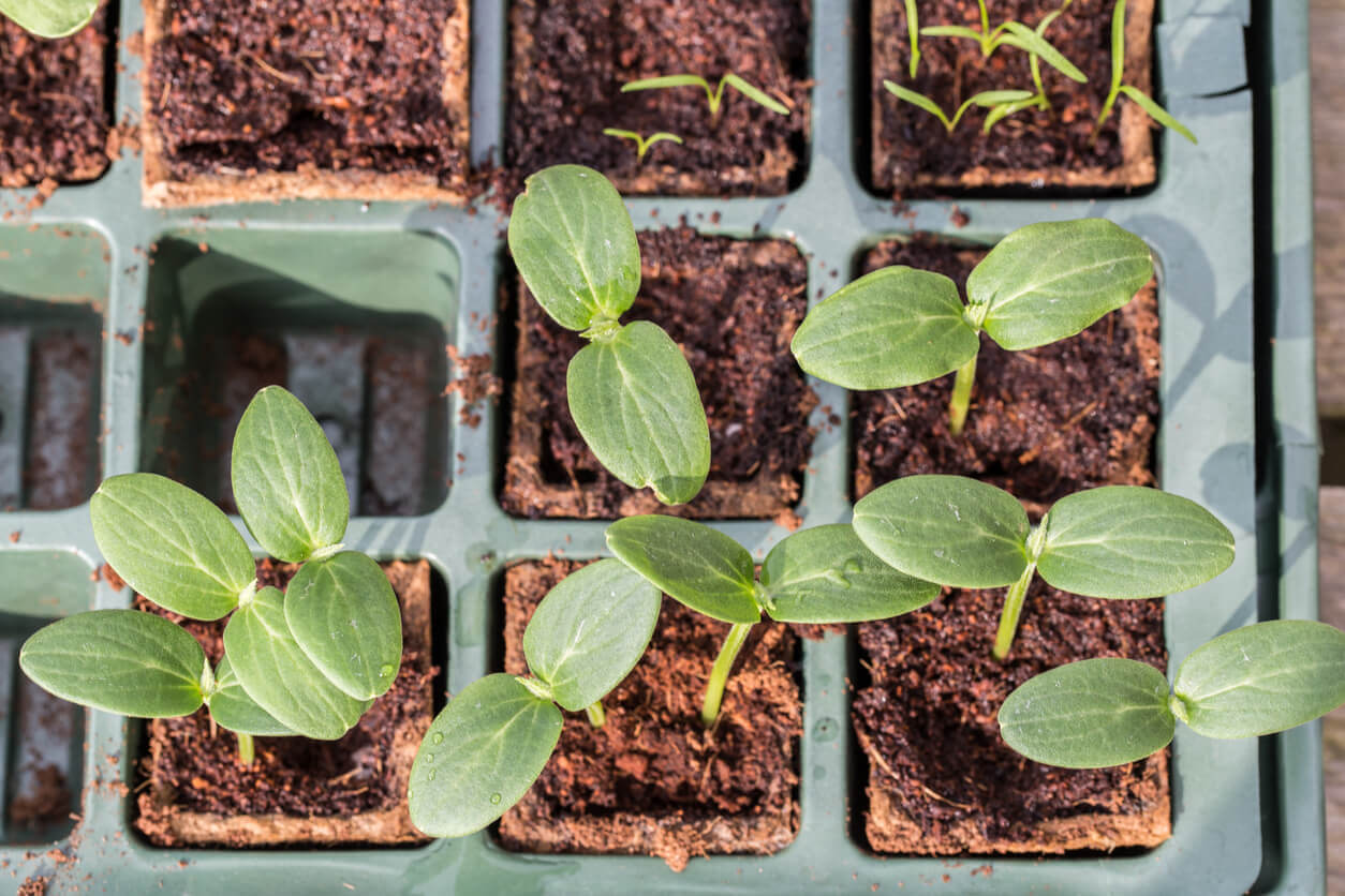 How to start seeds indoors from OSC Seeds