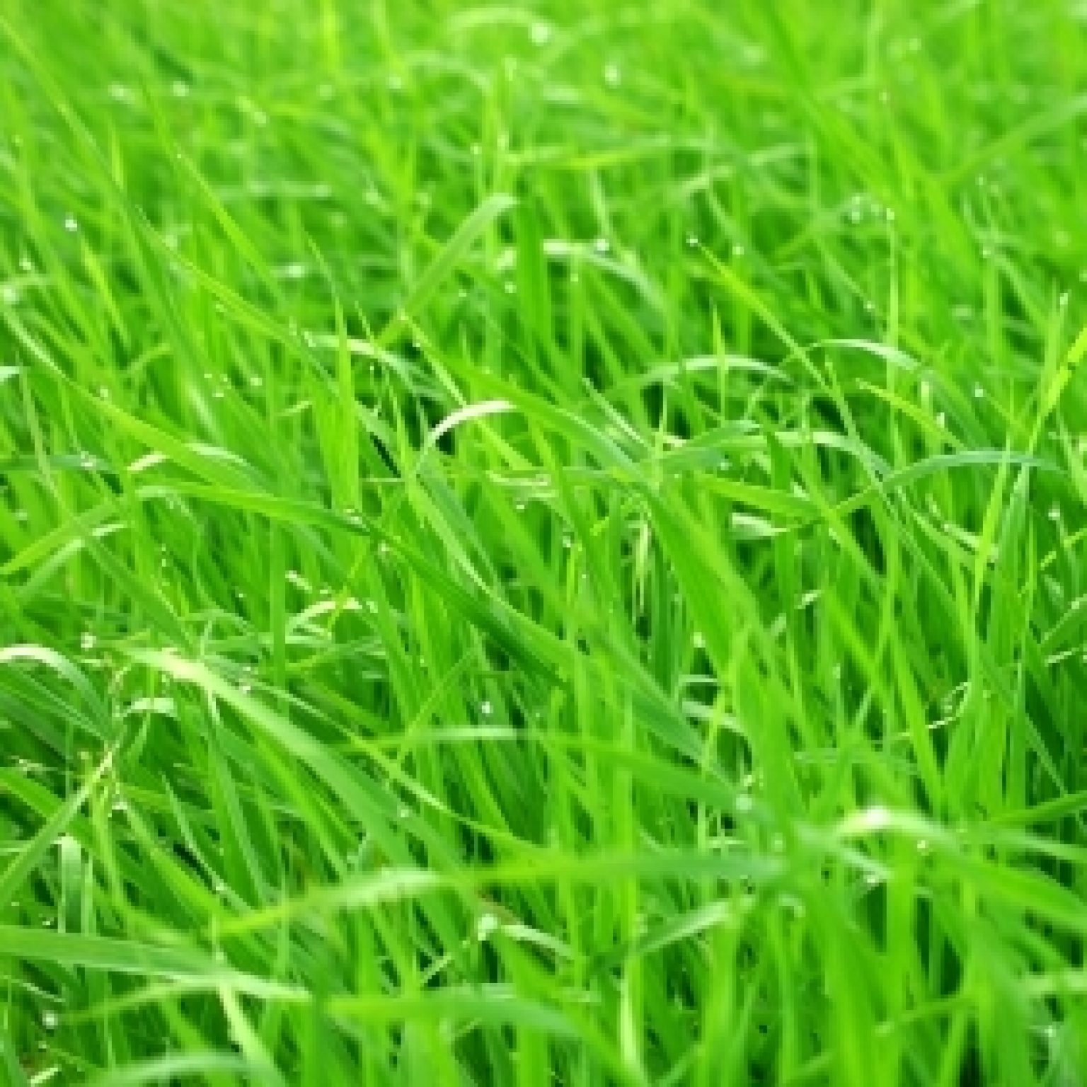 Native Grass and Wildflower Seeds in Ontario Order Online OSC Seeds