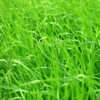 Annual Ryegrass Nurse Crop