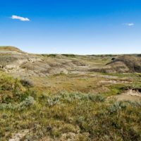 Native Prairie Mixtures