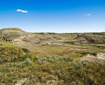 Native Prairie Mixtures