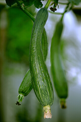 Luffa