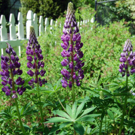 Lupins