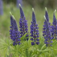 Lupins