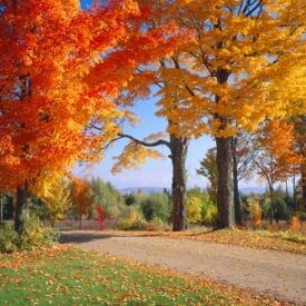 Deciduous Tree Seeds