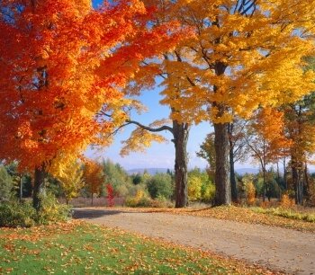 Deciduous Tree Seeds