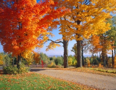 *Special* Canadian Sugar Maple, ACER saccharum Fresh Seeds From Canada