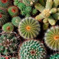 Cactus Mixture