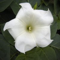 Moonflower