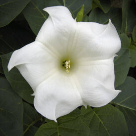 Flower Seed: Annuals