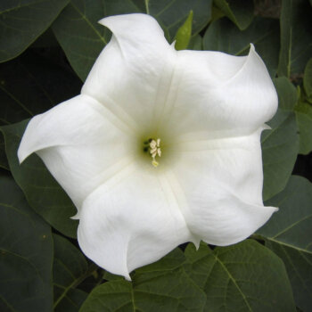 Moonflower