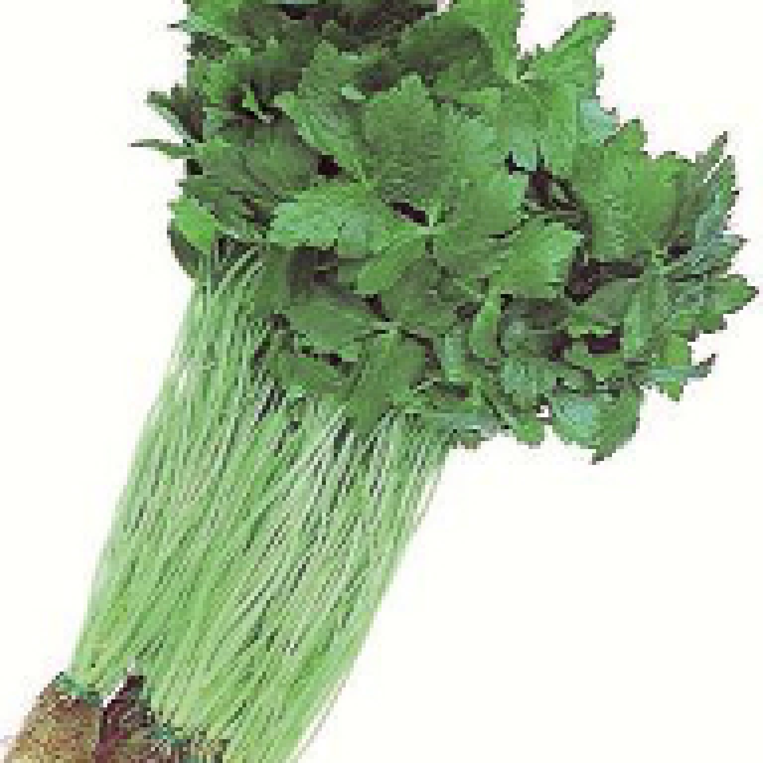 Buy Vegetables Seeds Online in Canada OSC Seeds