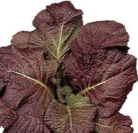 Oriental Greens