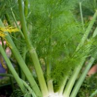 Heirloom Fennel Seeds