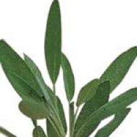 Organic Sage Seeds