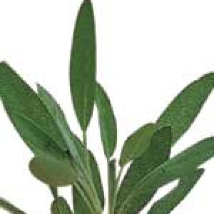 Organic Sage Seeds