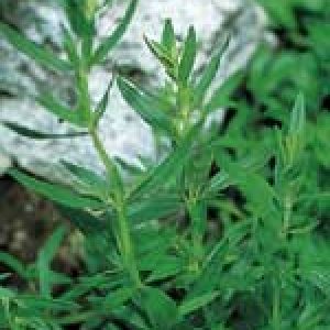 Summer Savory Seeds