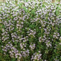 Herb Seeds