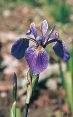 Northern Blue Flag Iris Seeds 6950 | OSC Seeds