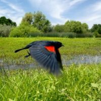 Wet Meadow Flower and Sedge Mixes