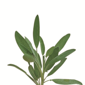 Heirloom Sage Seeds