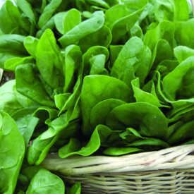 Sorrel Seeds