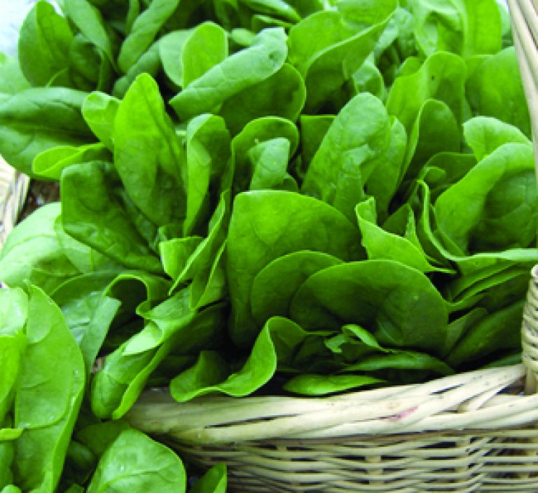 Sorrel Seeds 3100 OSC Seeds